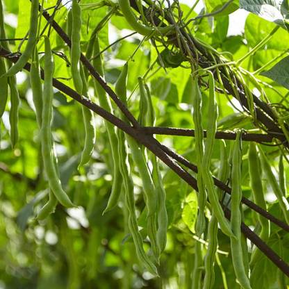 Aywal French Bean Cobra Seed