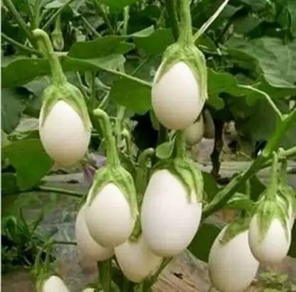 Aro Brinjal white round, Eggplant Seed