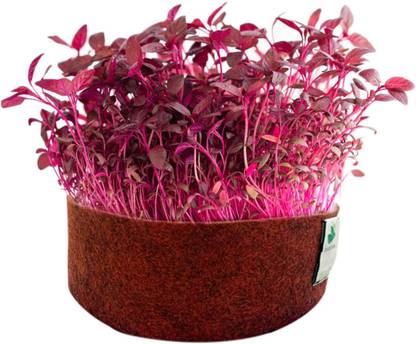 DHENU PRASAD 2580 F1 Hybrid Red Amaranthus / Red Spinach / Lal Saag / tandaljo / cheera Seed