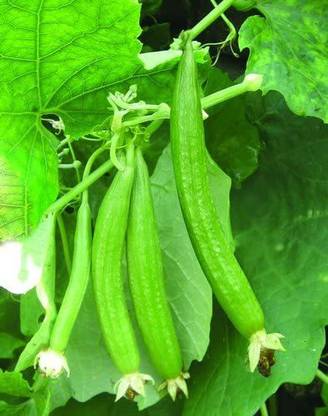 CYBEXIS XLL-35 - Sarputita beej Satputia Gourd - (100 Seeds) Seed