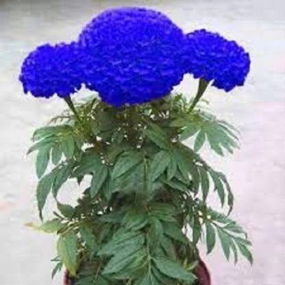 RichChoice Agrey Blue Marigold Flower Seedbb Seed