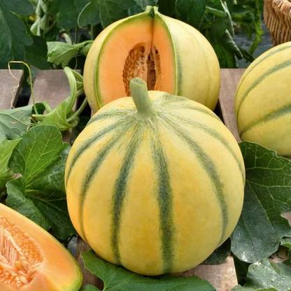 Siddhi Vinayak Gallery® Imported Musk Melon F1 Hybrid Seeds For Gardening/ Seed