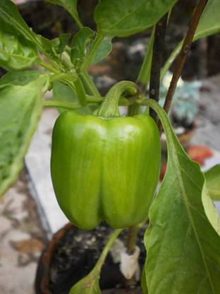 CHILLATAI Green Bell Pepper | Simla Mirchi | Dhobli Mirchi Seed