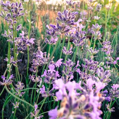 VibeX ® RXI-345 Czech Lavender (Lavandula angustifolia krajova) Seed