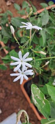 ASPEN Rare Ulantha Malli | Layer Live Plant | Nithya Malli Healthy Live Plant | Not a Seed