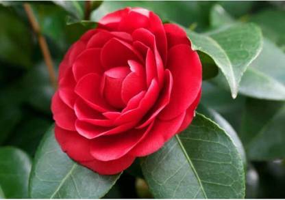greenfarm NXC-Rose Flower Seeds/ Gulab Seeds, Best Quality , 100 X Seeds ,dfk139 Seed
