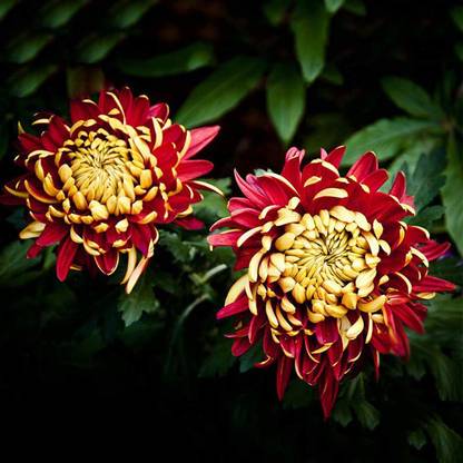 VibeX VVI-89 - Bicolor Red Yellow Chrysanthemum Flower Plant Morifolium - (30 Seeds) Seed