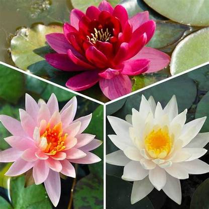 VibeX ® XLR-262 Rare American Lotus Seeds Seed