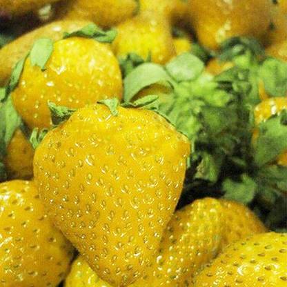 CYBEXIS Yellow Strawberry Seeds100 Seeds Seed