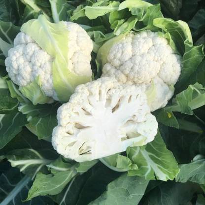 CYBEXIS LEOCEN Cauliflower Variety1000 Seeds Seed