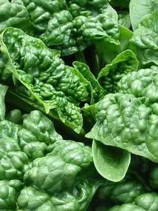 VibeX ® LXI-56 Spinach Seeds- Bloomsdale Savoy Seed
