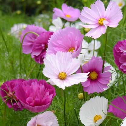 Aywal Cosmos bipinnatus ‘Cupcakes White’ Seed