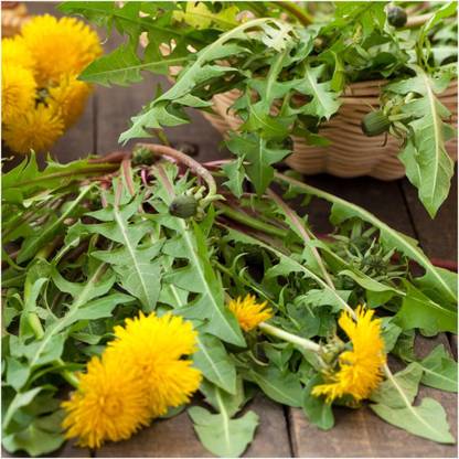 Biosnyg VIQ-8 Dandelion Herb (Taraxacum officinale)-[200 Seeds] Seed