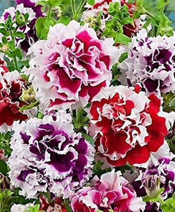 CYBEXIS GBPUT-95 - Double Oblique Petunia Flower - (60 Seeds) Seed