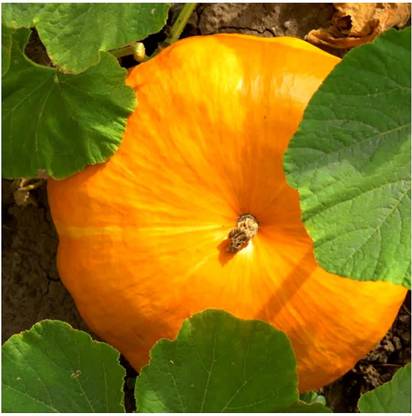 CYBEXIS NBIR-59 - Desi Pumpkin_Small_ - (300 Seeds) Seed