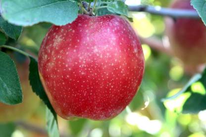 M-Tech Gardens Rare Hybrid Apple " Sunrise Magic " Exotic 10 Seed