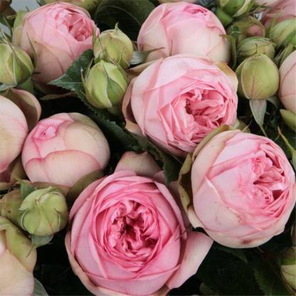 VibeX Rose Charming Piano Garden Rose Rare Seed