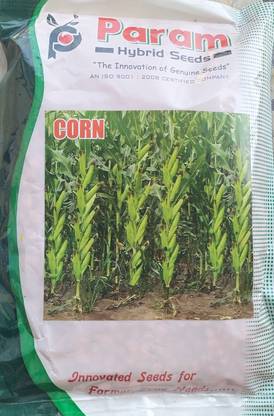 HYBRID 1kg, hybrid corn/ makka seeds highest yield Verity long sitta Seed