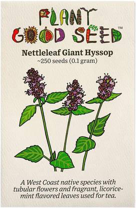 VibeX XLR-23 - Nettleleaf Giant Hyssop (Agastache urticifolia) - (150 Seeds) Seed