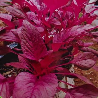 seedito Red malabar spinach seeds/Red spinach seeds organic Seed
