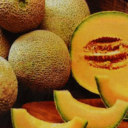 VibeX XLL-86 - Musk Melon Hybrid Julius - (150 Seeds) Seed
