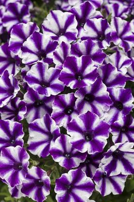 WHADE Violet Star Petunia Seed