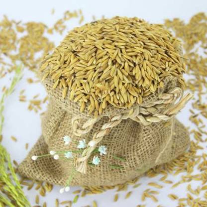 PMA Miniket Rice Paddy, Rice Paddy for Farming, Organic Rice Seed