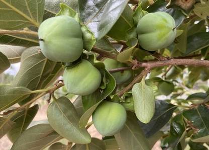 M-Tech Gardens Rare Hybrid Persimmon " Suruga " Exotic 5 Seed