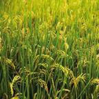 SREE Basmati Paddy, Basmati Rice Seed-1109 for Farming & Agricalture, Basmati Seed