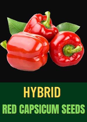 VibeX NBIR-76 - RED CAPSICUM (SHIMLA MIRCH) - (450 Seeds) Seed