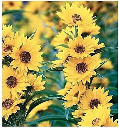 WILLVINE XL-217 Sunflower Flower Seeds - Maximilian Seed
