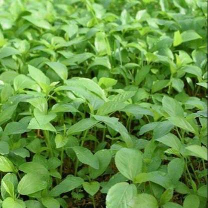 VibeX ® RXI-99 Egyptian Spinach, Jute Plant,Saluyot Seed