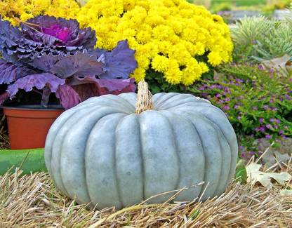 CRGO DIOART-ERW-™Seeds Queensland Blue Pumpkin Non GMO Heirloom-150 SEEDS-PS1073 Seed