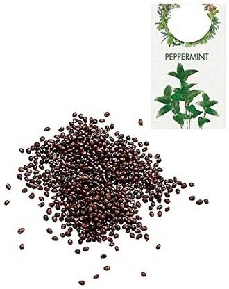 KNESSiN Peppermint Seed