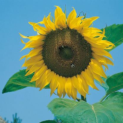 Royal Paradise Garden Hybrid Sunflower " Giant Single " Exotic 30 Seed