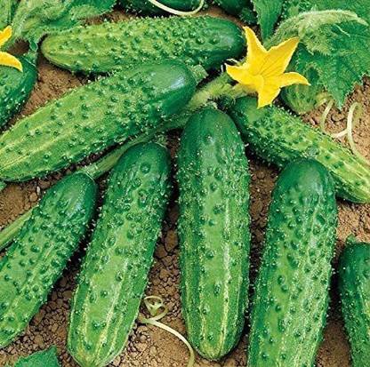 CYBEXIS ATS-50 - Cucumber Bush Type Pickling - (450 Seeds) Seed