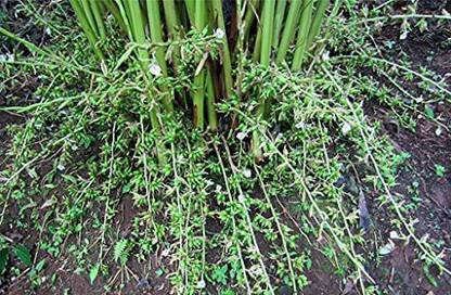 CYBEXIS PUAS-60 - Malabar Cardamom Plant - (60 Seeds) Seed