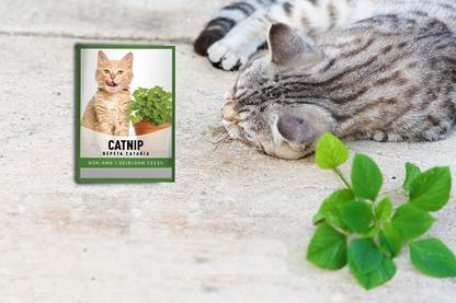 VibeX ® VLR-76 Catnip Seeds (Nepeta cataria) Seed