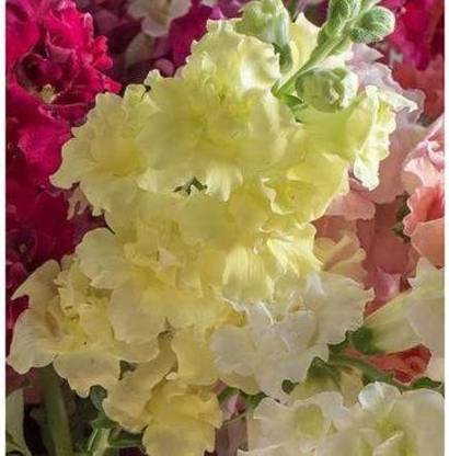 DROXTY ™ HUA-1789-Madame Butterfly Yellow Snapdragon Seeds Seed