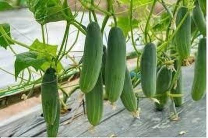 seedkart Cucumber/Keera Seed