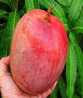 Miyazaki Miyazaki mango fruit seeds highest yield Verity very testy fruit 3pc seed Seed