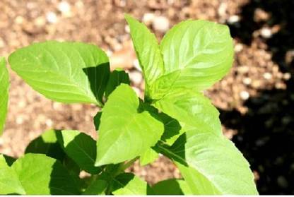 WILLVINE HUA-6 Marseille basil seeds Seed