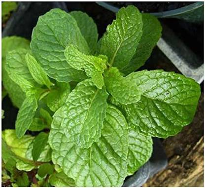 CYBEXIS XLR-91 - Kentucky Colonel Mint Fragrant - (150 Seeds) Seed