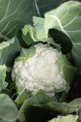 Cloud Farm white cauliflower,gobhee seeds Seed