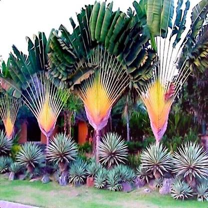 ACMS Travelers Palm Tree Seeds (Ravenala madagascariensis) Bird of Paradise Plant Seed