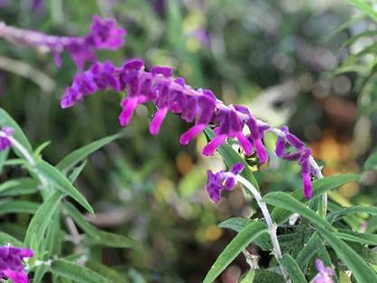 VibeX LXI-90 - Salvia Leucantha Mexican Sage - (150 Seeds) Seed