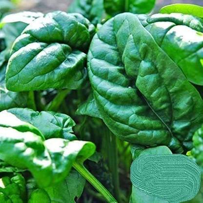 CYBEXIS ATS-33 - Early No. 7 Spinach - (750 Seeds) Seed