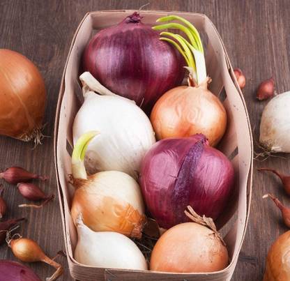 CYBEXIS KGF -3 - Onion Rainbow Mix - (4500 Seeds) Seed