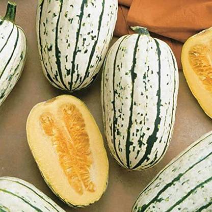 CYBEXIS ATS-84 - Delicata Organic Winter Squash - (75 Seeds) Seed