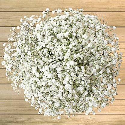 Lorvox Gypsophila Gypsy Deep Rose Flower Seed
